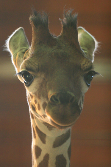 キラキラ_b0016600_235993.jpg