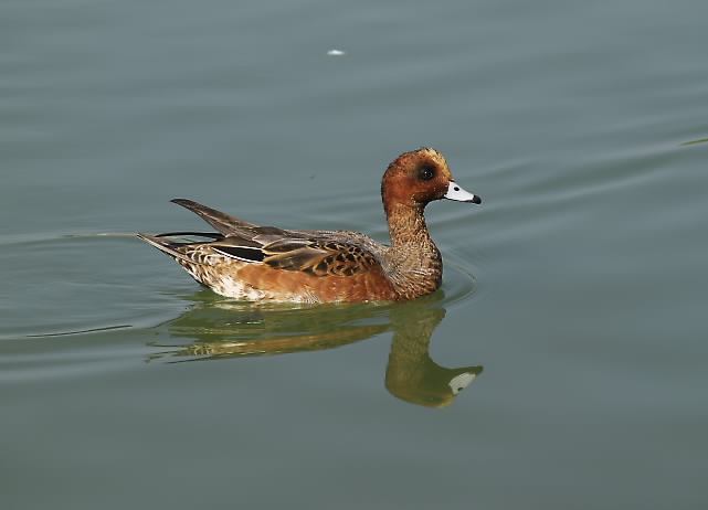 蜻蛉池公園 その2_d0087407_12786.jpg