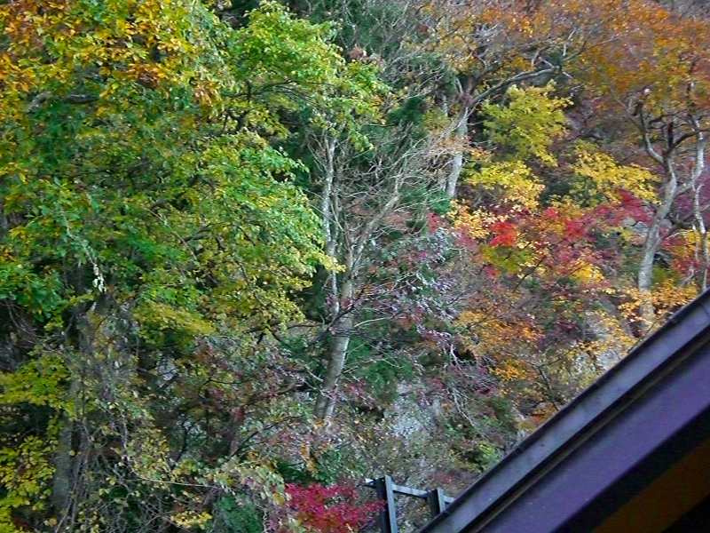 　大山紅葉の”ぶなの森”をウォーク（06.11.9）_f0083712_23221867.jpg