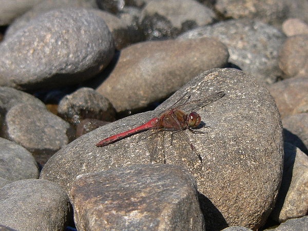 東区　海岸沿い散策　怪しいヒト_e0002314_1749770.jpg