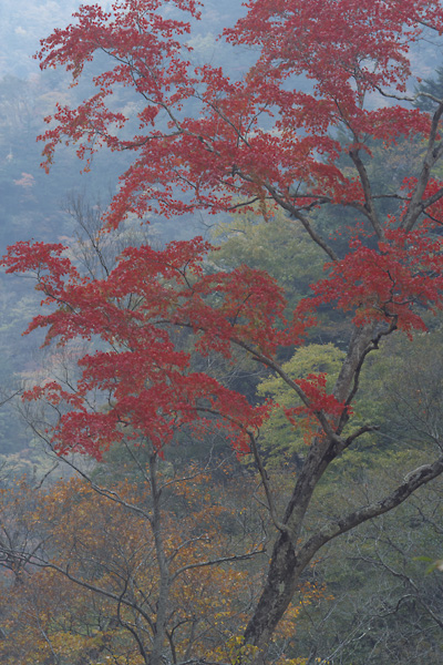 中津峡の紅葉_b0010915_22342855.jpg