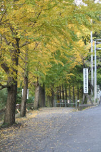 紅葉情報～桜三里にて（東温市（旧川内町））～_c0034228_2320203.jpg