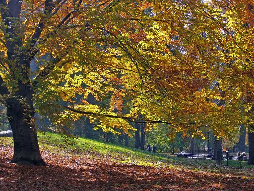 Centarl Park, Autumn 2006._e0036628_8593060.jpg