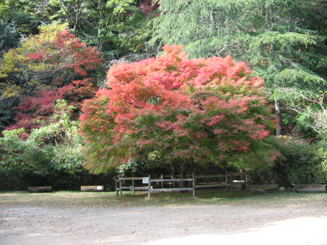 　２００６年１１月１２日　　　山の紅葉_f0009128_21233174.jpg