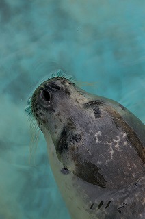 加茂水族館_e0012533_1843031.jpg