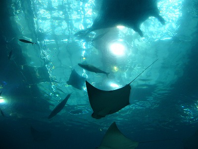 沖縄～その３ 沖縄美ら海水族館～_f0065233_21401584.jpg