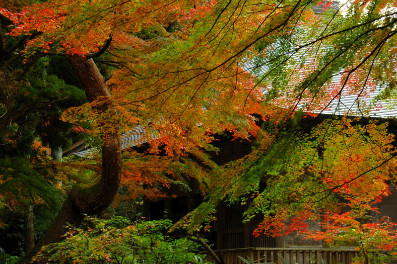 秋の中尊寺　その一_d0094150_1241386.jpg