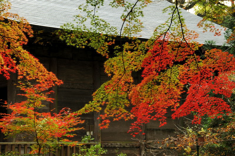 秋の中尊寺　その一_d0094150_125323.jpg