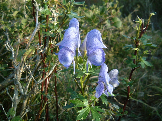 c0097754_1844276.jpg