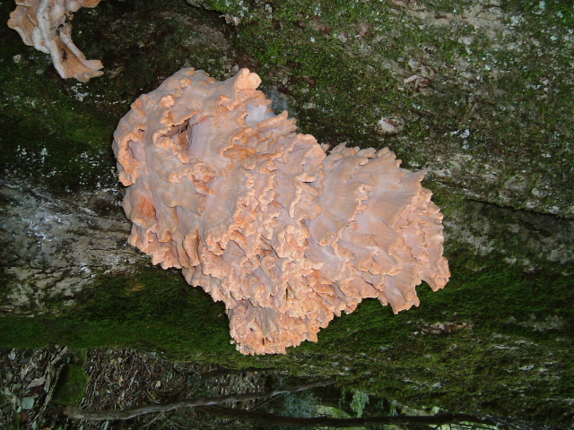 c0097754_1881345.jpg