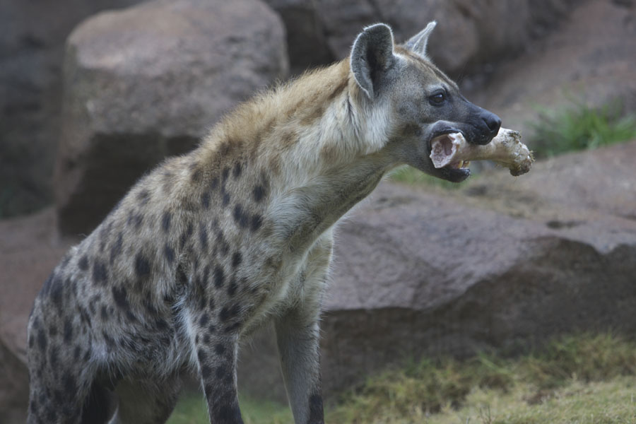 天王寺動物園285_e0060169_7255015.jpg