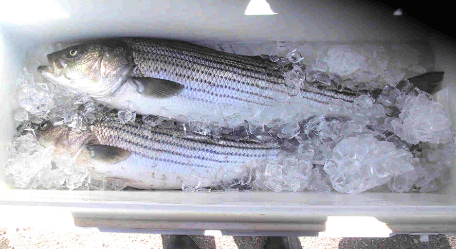 お見事 2本のストライプバス参上 グンジ家の食卓 お見事 2本のストライプバス参上 グンジ家の食卓