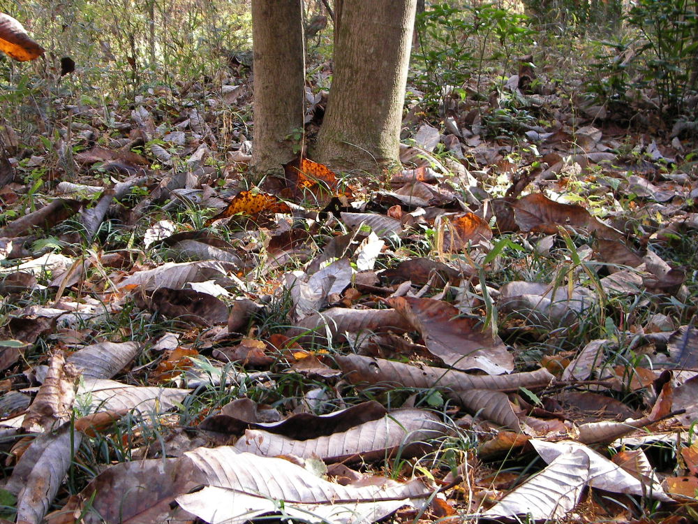 青葉の森１１月観察会（前編）_f0100593_19143344.jpg