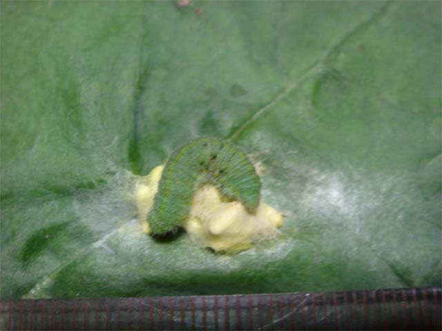 卵塊には青い虫がそれを守っているようにぴったりと付いていました 昆虫ブログ むし探検広場