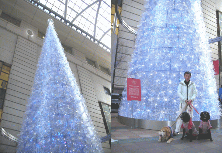 c0017311_10524066.gif