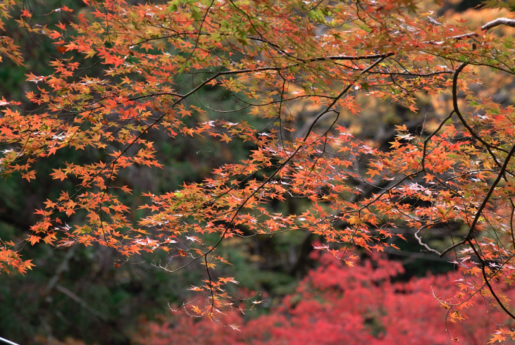 箕面公園－２_f0057318_18522052.jpg