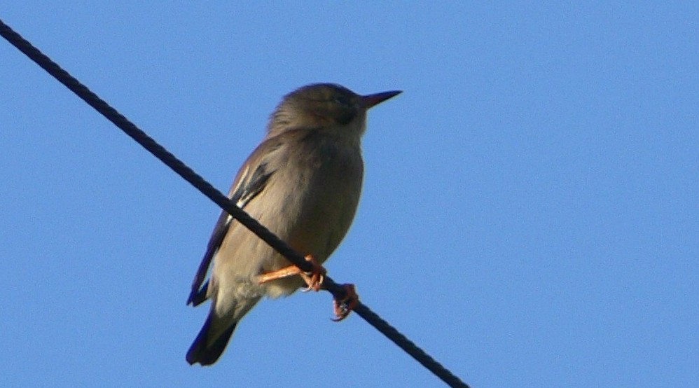 八重山野鳥観察情報_f0084825_20454232.jpg