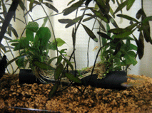 d0048332_20395988.gif