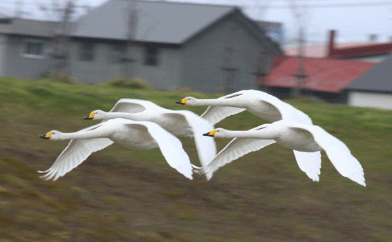 11月の野鳥：１１月13日“オオハクチョウ”_d0069235_2243261.gif