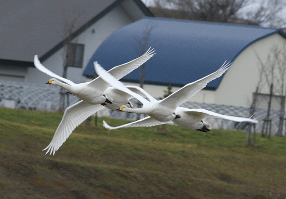 11月の野鳥：１１月13日“オオハクチョウ”_d0069235_22561784.gif