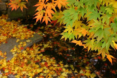 南昌荘の紅葉 【前編】　庭園より_b0072697_22554757.jpg