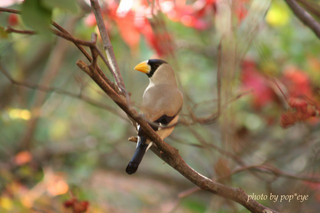 鳥ミングもしましたよ_b0058608_1474284.jpg