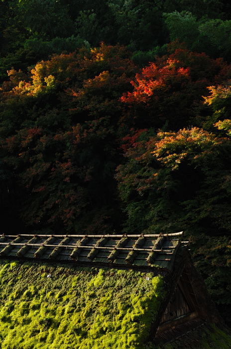 秋の愛宕念仏寺・パート1_f0032011_22492030.jpg