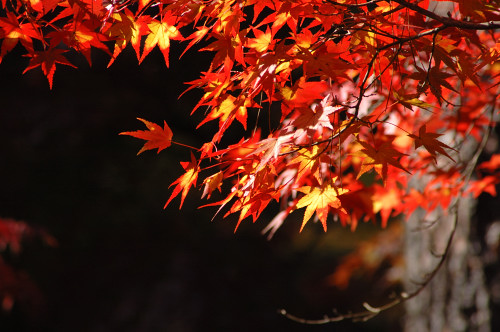 紅葉を求めて～岩屋堂公園_d0044314_1151177.jpg