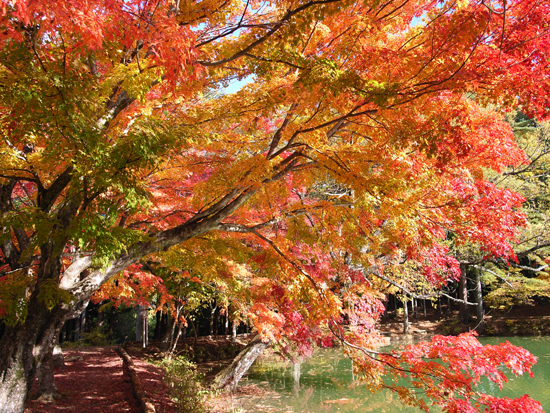 櫛形山県民の森～北伊奈ヶ湖の紅葉～_f0081726_21105460.jpg