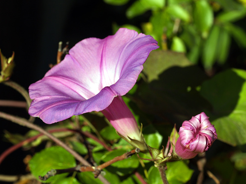 我が家の花たち☆_e0072638_21303218.jpg