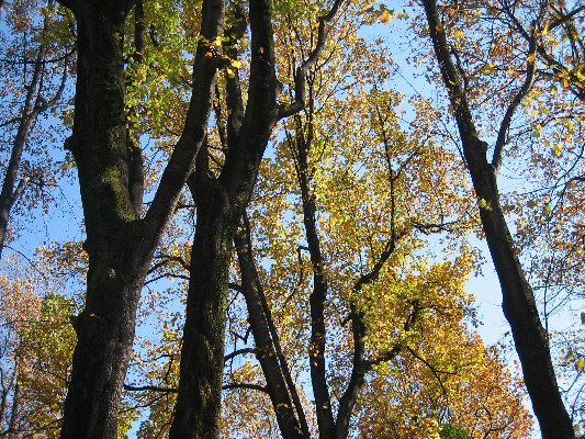 e0082045_2045378.jpg