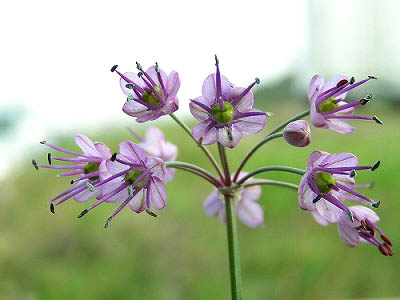 「ヤマラッキョウの花」群生と、似ている花「ツルバキアウィオラケア」_f0030085_21585619.jpg