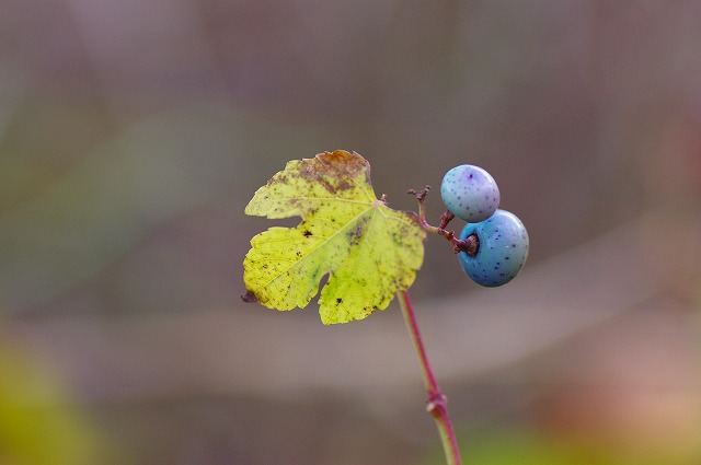 野の宝石（ノブドウ）_f0012488_23585654.jpg