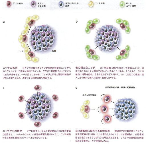 cancer cell from to run away stem cell （引用文）_c0062295_224802.jpg