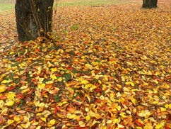 秋田の紅葉_b0014003_22421644.jpg