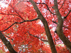 秋田の紅葉_b0014003_22423140.jpg