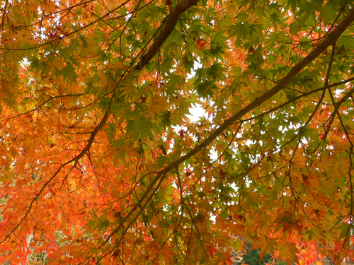秋田の紅葉_b0014003_2242505.jpg