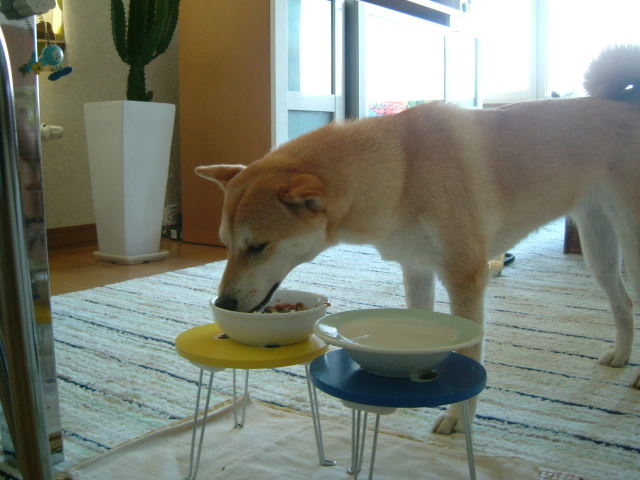 e0090110_94336.jpg