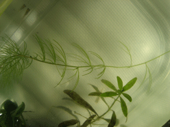 d0048332_2119117.gif