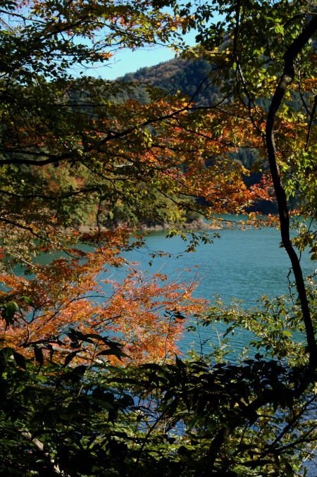 奥多摩湖の湖岸を散策_e0095142_693823.jpg