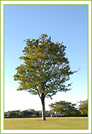 e0028056_04377.jpg