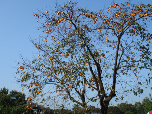 d0063563_2195560.jpg