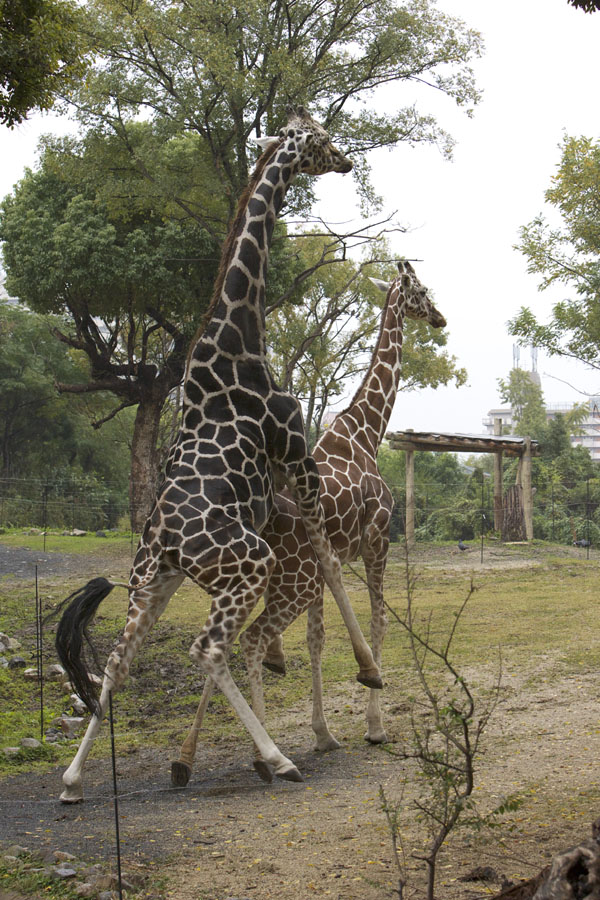 天王寺動物園288_e0060169_6415174.jpg