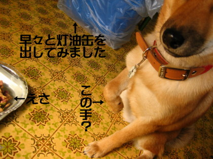 柴犬すみれ・・おかしなクセ_b0088173_1534149.jpg