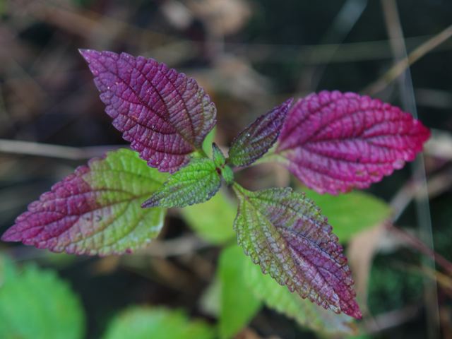 秋を彩る植物たち_a0025576_22465918.jpg