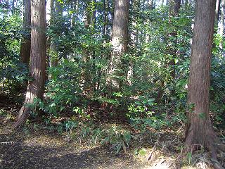 孤独に黙々と熊野古道を歩く ☆関西ひとり旅2☆_e0039787_23261184.jpg