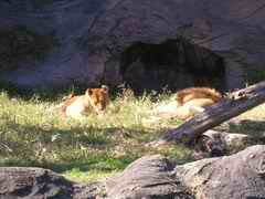 こっそり動物園に行ってきました　　　ｂｙまりこ_f0046194_20244213.jpg