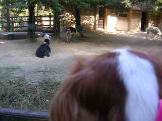 こっそり動物園に行ってきました　　　ｂｙまりこ_f0046194_20293089.jpg