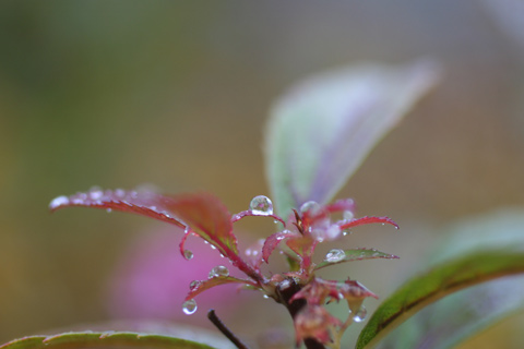 この雨の後は雪でしょうか。ー６_e0001123_004941.jpg