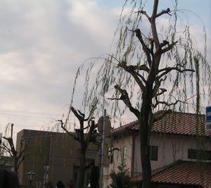 a0050838_9303430.jpg